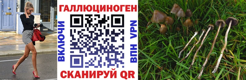 blacksprut маркетплейс  где купить   Славск  Псилоцибиновые грибы Psilocybine cubensis 